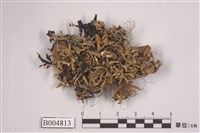 藏品(袋梅衣屬)的圖片